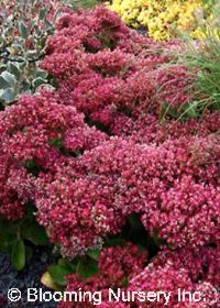 Sedum 'Mr. Goodbud'